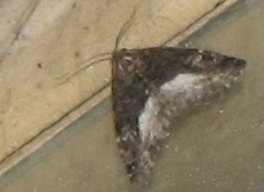 Deltote (Protodeltote) pygarga, Noctuidae